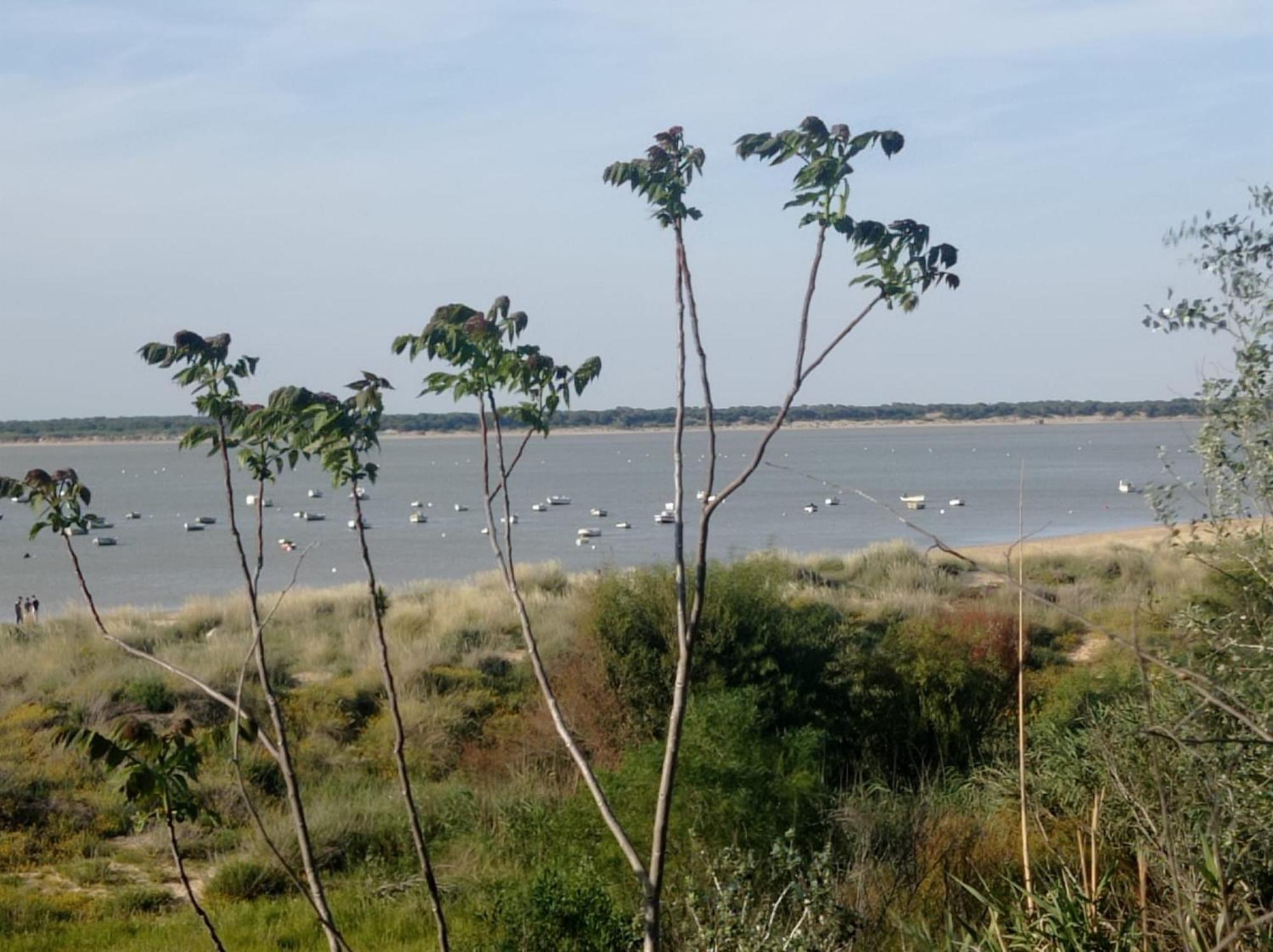 Apartamento Crucero 2, La Jara Sanlúcar de Barrameda Εξωτερικό φωτογραφία